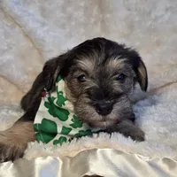 Simon, a male Miniature Schnauzer for sale in Woodburn, IN – Photo 4 of 4