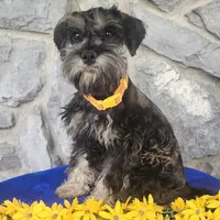 Ted, a male Miniature Schnauzer for sale in Woodburn, IN – Photo 3 of 4