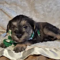 Simon, a male Miniature Schnauzer for sale in Woodburn, IN – Photo 3 of 4
