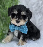 Buddy, a male Miniature Schnauzer for sale in Woodburn, IN – Photo 2 of 4