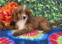 Ethan , a male Cavapoo for sale in Woodburn, IN – 4 of 5
