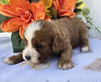 Keegan, a female Cavapoo for sale in Woodburn, IN – 2 of 3