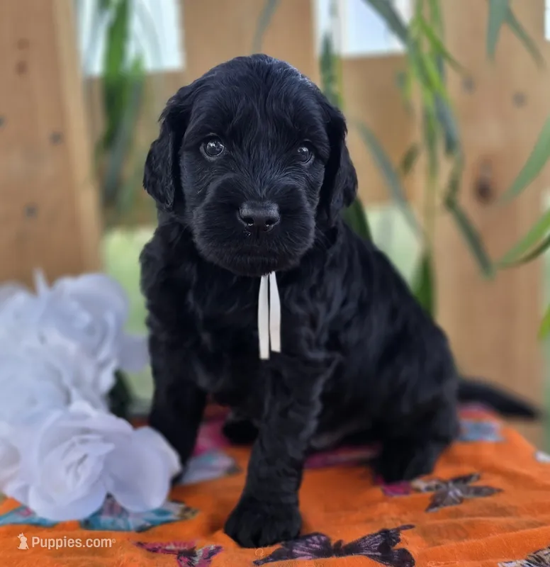 Chico – Goldendoodle puppy for sale in Woodburn, IN