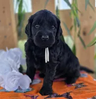 Chico, a male Goldendoodle for sale in Woodburn, IN – 1 of 4