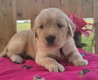 Oakley , a female Golden Retriever for sale in Woodburn, IN – 4 of 4