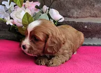 Emma, a female Cavapoo for sale in Woodburn, IN – 4 of 4