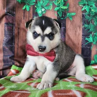 Ziggy, a male Siberian Husky for sale in Woodburn, IN – Photo 1 of 3