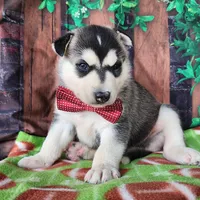 Ziggy, a male Siberian Husky for sale in Woodburn, IN – Photo 2 of 3