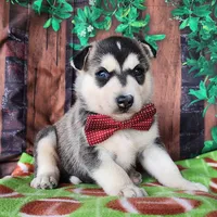 Ziggy, a male Siberian Husky for sale in Woodburn, IN – Photo 3 of 3