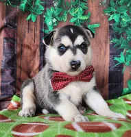 Ziggy, a male Siberian Husky for sale in Woodburn, IN – Photo 3 of 3
