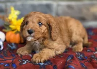 Pecan, a male Cavapoo for sale in Woodburn, IN – 4 of 4