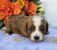 Keegan, a female Cavapoo for sale in Woodburn, IN – 3 of 3
