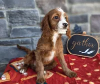 Elaine, a female Cavapoo for sale in Woodburn, IN – 3 of 3