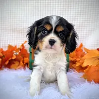 Maple, a male Cavalier King Charles Spaniel for sale in Woodburn, IN – Photo 1 of 4
