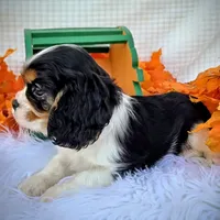 Maple, a male Cavalier King Charles Spaniel for sale in Woodburn, IN – Photo 2 of 4