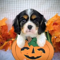 Maple, a male Cavalier King Charles Spaniel for sale in Woodburn, IN – Photo 3 of 4
