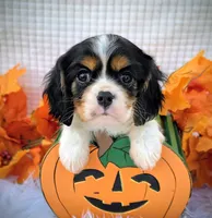 Maple, a male Cavalier King Charles Spaniel for sale in Woodburn, IN – Photo 3 of 4