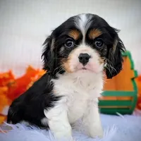 Maple, a male Cavalier King Charles Spaniel for sale in Woodburn, IN – Photo 4 of 4
