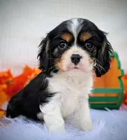 Maple, a male Cavalier King Charles Spaniel for sale in Woodburn, IN – Photo 4 of 4