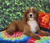 Ethan , a male Cavapoo for sale in Woodburn, IN – 3 of 5