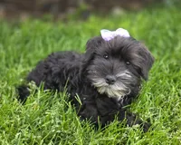 Sassy, a female Miniature Schnauzer for sale in Woodburn, IN – 4 of 5