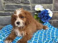Keegan, a female Cavapoo for sale in Woodburn, IN – 2 of 4