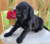 Duke, a male Goldendoodle for sale in Woodburn, IN – 2 of 4