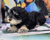 Cooper, a male Miniature Schnauzer for sale in Woodburn, IN – 2 of 5