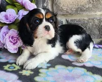 Suger, a female Cavalier King Charles Spaniel for sale in Woodburn, IN – Photo 3 of 4