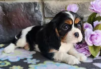 Suger, a female Cavalier King Charles Spaniel for sale in Woodburn, IN – Photo 4 of 4