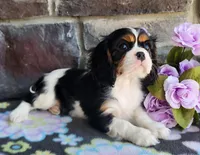 Suger, a female Cavalier King Charles Spaniel for sale in Woodburn, IN – Photo 2 of 4