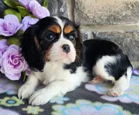 Suger, a female Cavalier King Charles Spaniel for sale in Woodburn, IN – Photo 1 of 4