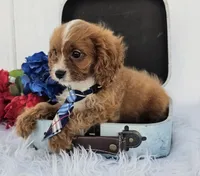 Ethan , a male Cavapoo for sale in Woodburn, IN – 7 of 8