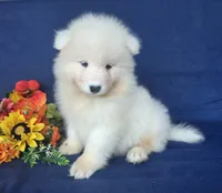 River, a male Samoyed for sale in Woodburn, IN – 2 of 4