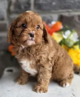 Sprout, a male Cavapoo for sale in Woodburn, IN – Photo 3 of 4