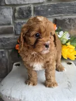 Sprout, a male Cavapoo for sale in Woodburn, IN – Photo 2 of 4