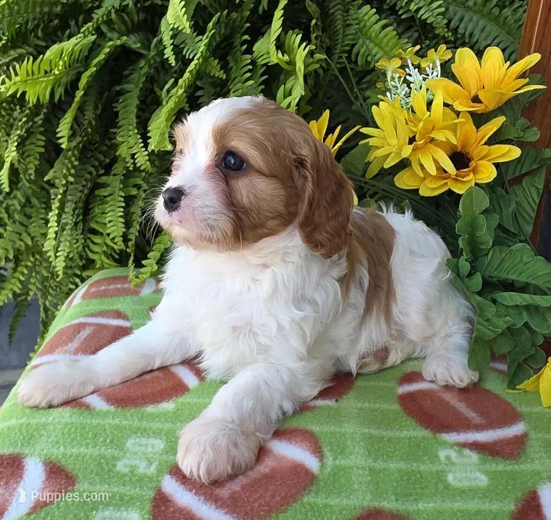 Spencer, a male Cavapoo for sale in Woodburn, IN – Photo 1 of 4