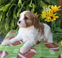 Spencer, a male Cavapoo for sale in Woodburn, IN – Photo 1 of 4