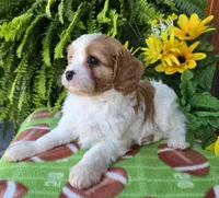 Spencer, a male Cavapoo for sale in Woodburn, IN – Photo 3 of 4