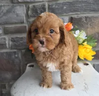 Sprout, a male Cavapoo for sale in Woodburn, IN – Photo 4 of 4