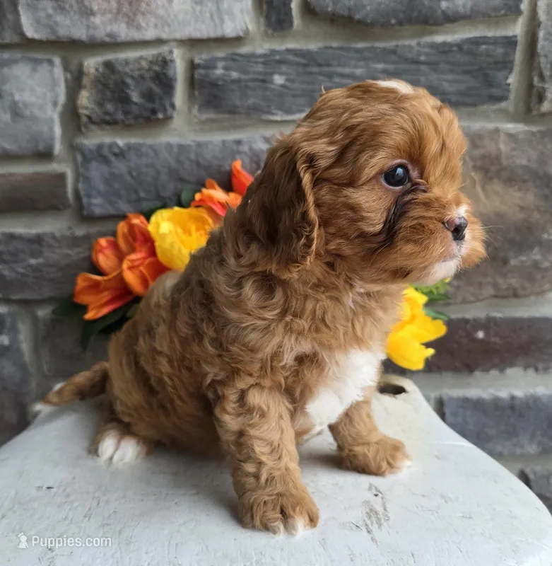 Sprout – Cavapoo puppy for sale in Woodburn, IN