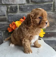 Sprout, a male Cavapoo for sale in Woodburn, IN – Photo 1 of 4