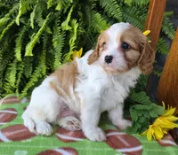 Spencer, a male Cavapoo for sale in Woodburn, IN – Photo 4 of 4