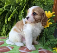Spencer, a male Cavapoo for sale in Woodburn, IN – Photo 2 of 4