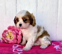 Cora, a female Cavalier King Charles Spaniel for sale in Woodburn, IN – 3 of 4