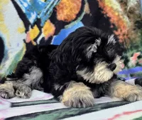 Cooper, a male Miniature Schnauzer for sale in Woodburn, IN – 4 of 5