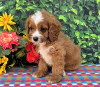 Kady, a male Cavapoo for sale in Woodburn, IN – 1 of 4