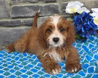 Keegan, a female Cavapoo for sale in Woodburn, IN – 1 of 4