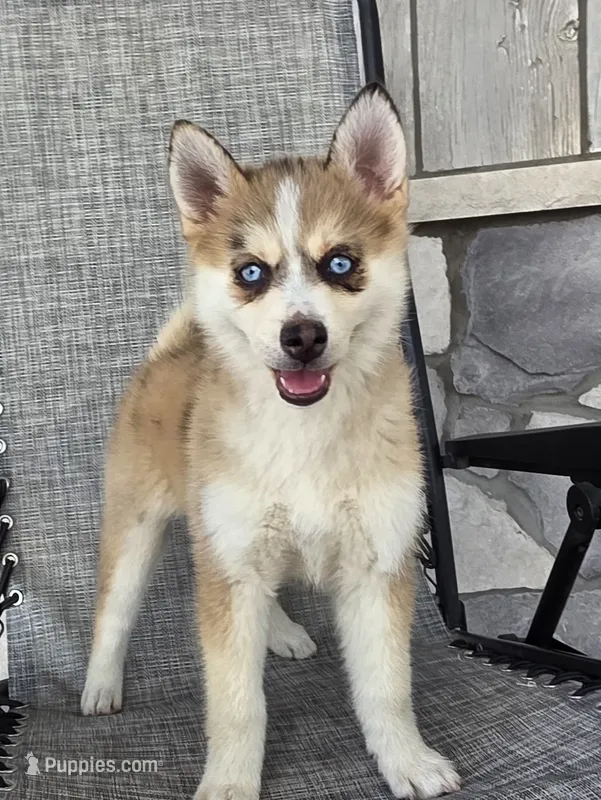 Mocha  – Pomsky puppy for sale in Woodburn, IN