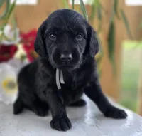 Duke, a male Goldendoodle for sale in Woodburn, IN – 4 of 4